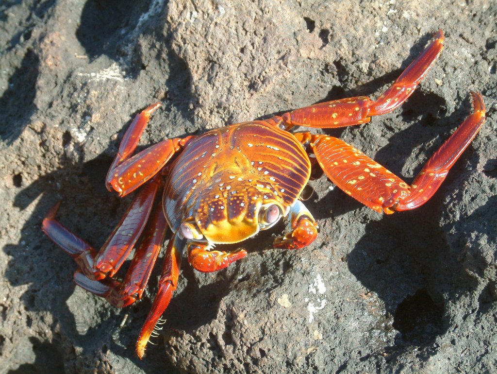 03-Sally Lightfoot Crab.jpg - Sally Lightfoot Crab